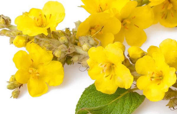 Mullein Leaf Powder-1.png