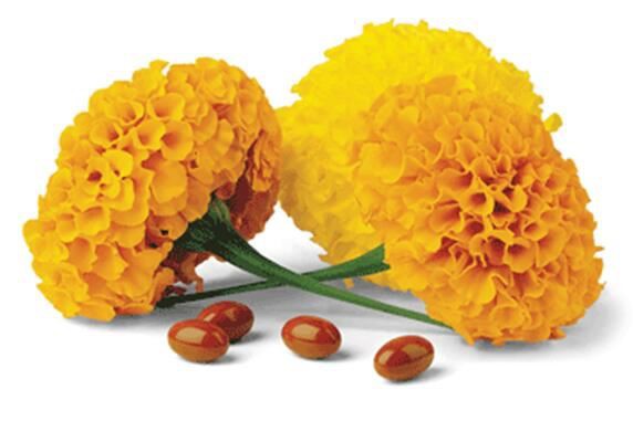 Lutein benefits