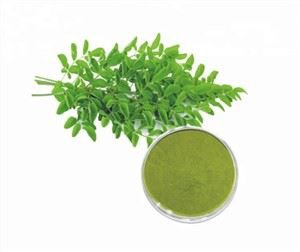 मोरिंगा पाउडर