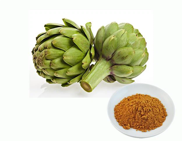 सिनारा स्कोलिमस एक्सट्रैक्ट