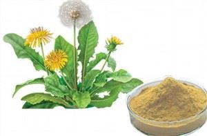 ऑर्गेनिक डैंडेलियन रूट एक्सट्रैक्ट