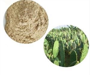 रॉ नोपल कैक्टस पाउडर
